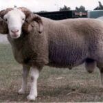 Whitefaced Woodland Sheep